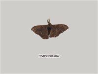 藏品(臺灣茶蠶)的圖片